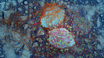 dividing-cancer-cells-stock-image.jpg.jpg
