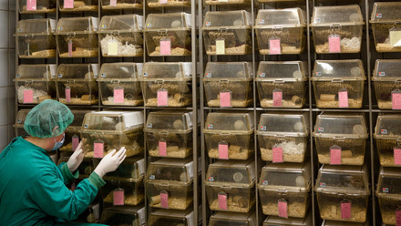 Lab_rats_260921_iStock.jpg