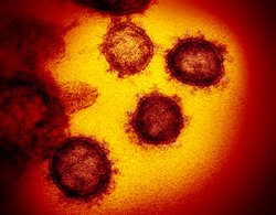 Coronavirus: WHO Declares Pandemic, EMA Meetings go Virtual
