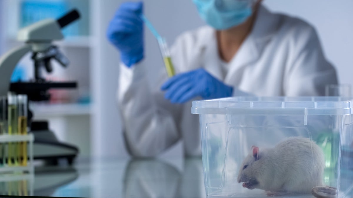 Lab_Mouse_260625_iStock.jpg
